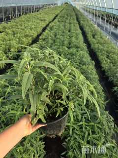 高度15厘米墨西哥鼠尾草