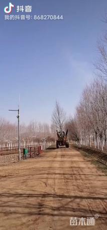 12公分椴树