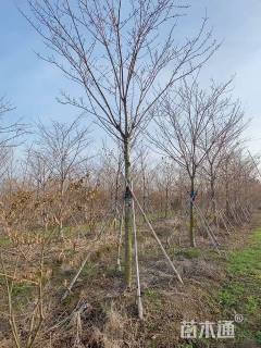 12公分染井吉野樱