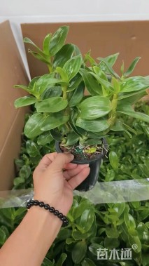 高度20厘米春石斛