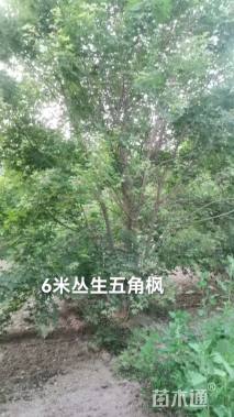 高度550厘米丛生五角枫