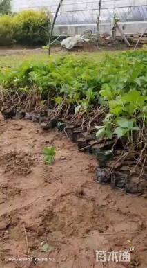 60厘米五叶地锦