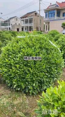 冠幅120厘米海桐球