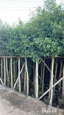 5公分小叶榕