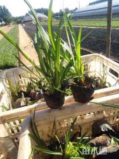 高度15厘米蛇鞭菊