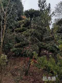 移栽苗造型罗汉松