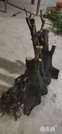 高度25厘米金弹子