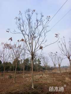 12公分黄山栾树