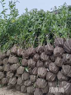 高度100厘米连翘