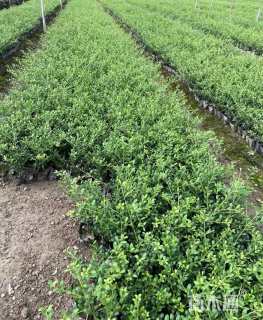 高度30厘米龟甲冬青