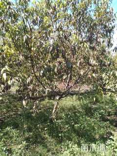 10公分红叶碧桃