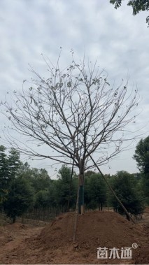 22公分朴树