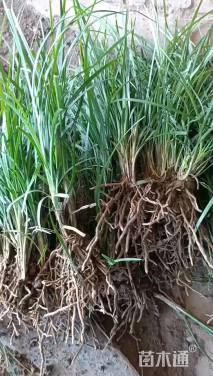 高度30厘米细叶麦冬草