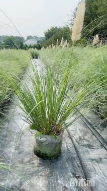 高度60厘米矮蒲苇