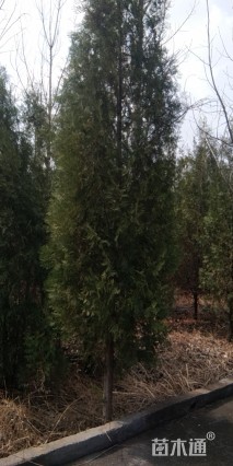 高度3500厘米窄冠侧柏