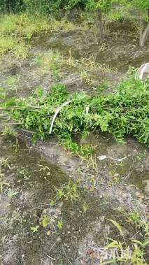 高度300厘米丛生花石榴