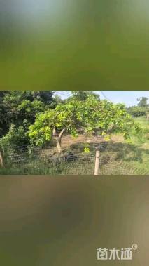 15公分红果冬青