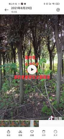 9公分紫叶李