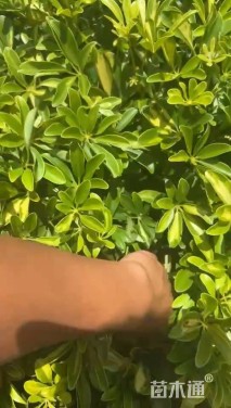 高度40厘米鸭脚木