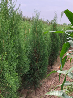 高度100厘米侧柏小苗