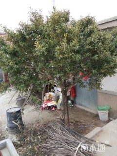 瓜子黄杨