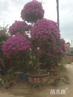 5公分造型红花勒杜鹃