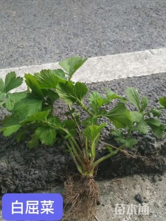 高度20厘米白屈菜