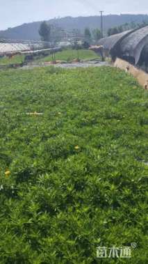 高度30厘米木春菊