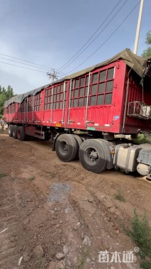 高度15厘米凤仙花