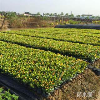 高度30厘米龙船花