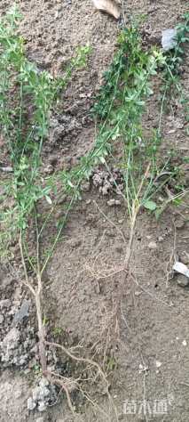 高度40厘米迎春花