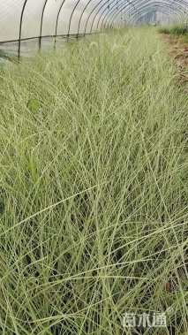 高度50厘米晨光芒