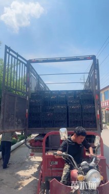 高度30厘米须苞石竹