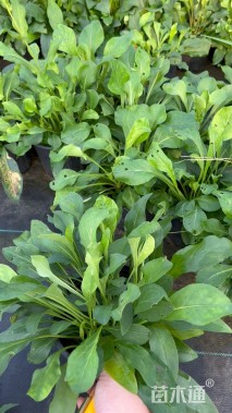 高度20厘米吊钟柳