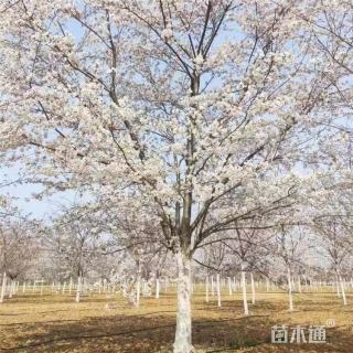 16公分染井吉野樱