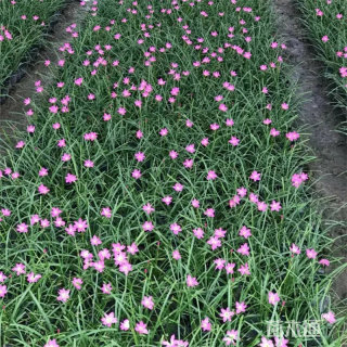 高度16厘米韭兰