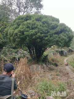 高度300厘米雀舌黄杨