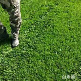 草毯状果岭草