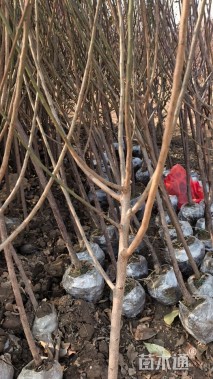高度150厘米红梅小苗