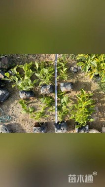 高度30厘米小兔子狼尾草