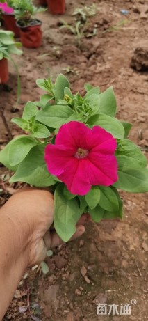 高度15厘米矮牵牛