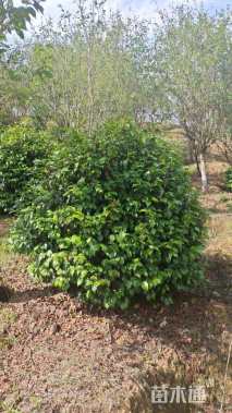 冠幅150厘米茶花球
