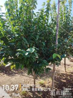 高度200厘米蜡梅
