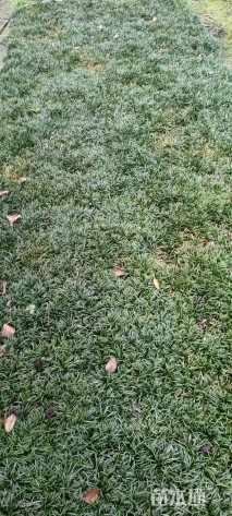 高度10厘米玉龙草