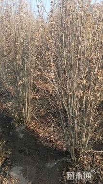 高度138厘米木槿