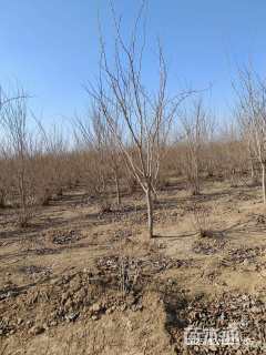 高度400厘米紫荆