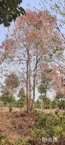 60公分丛生乌桕