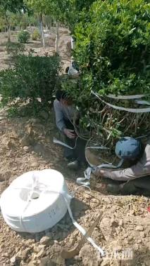 冠幅300厘米海桐球