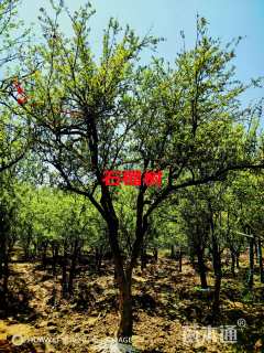 高度400厘米石榴