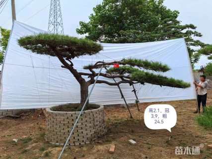 20公分造型赤松